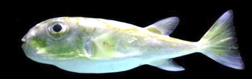 Lagocephalus laevigatus_03.jpg